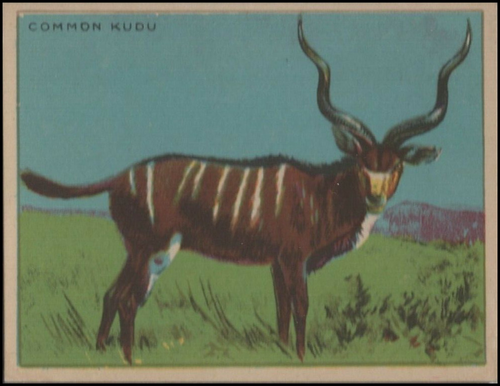 14 Common Kudu